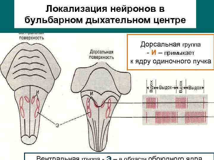 Локализация нейронов в бульбарном дыхательном центре Дорсальная группа - И – примыкает к ядру