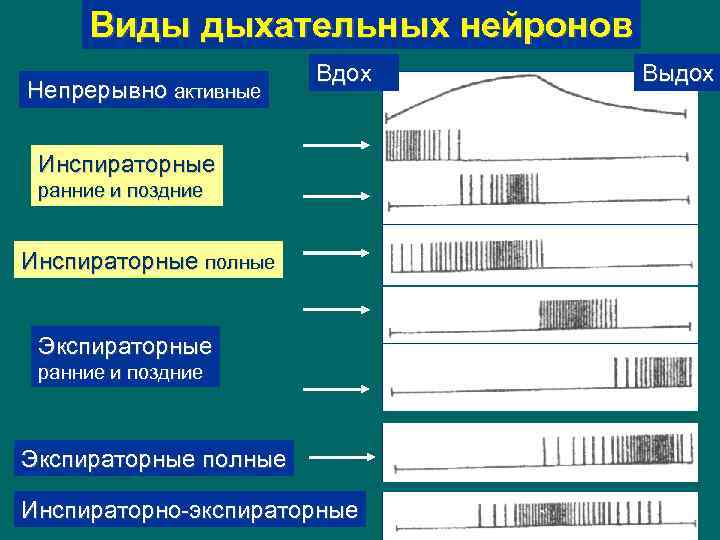 Виды дыхательных нейронов Непрерывно активные Вдох Инспираторные ранние и поздние Инспираторные полные Экспираторные ранние