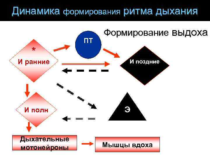 Динамика формирования ритма дыхания ПТ Формирование выдоха Формирование вдоха * И ранние И полн