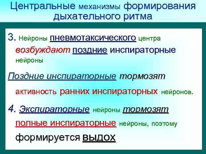 Центральные механизмы формирования дыхательного ритма 1. Нейроны выдох формируются в локальных 3. Вдох и