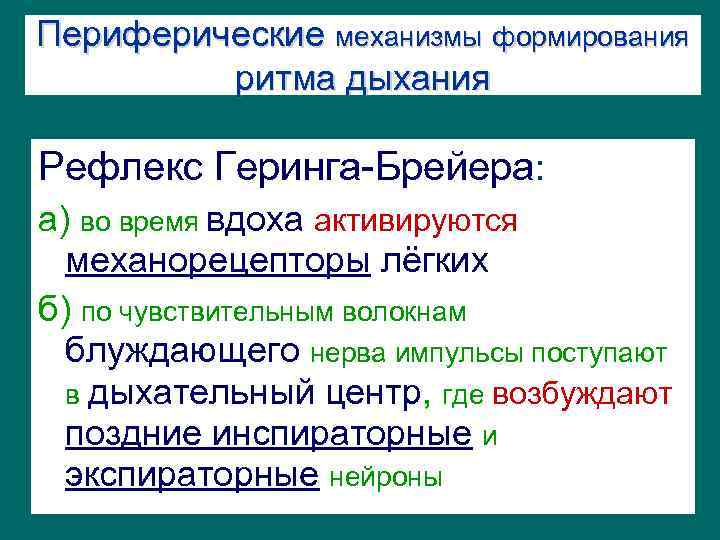 Периферические механизмы формирования ритма дыхания Рефлекс Геринга-Брейера: а) во время вдоха активируются механорецепторы лёгких