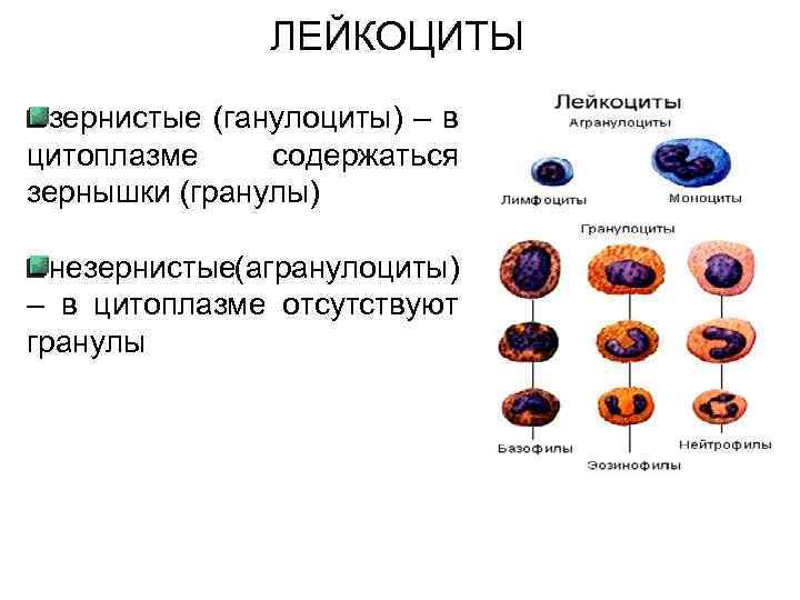 Лейкоциты форма тела. Схема образования лейкоцитов. Развитие лейкоцитов схема. Процесс образования клетки лейкоциты. Стадии развития лейкоцитов.