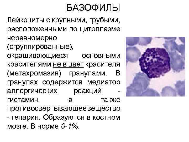 Базофилы в крови 1