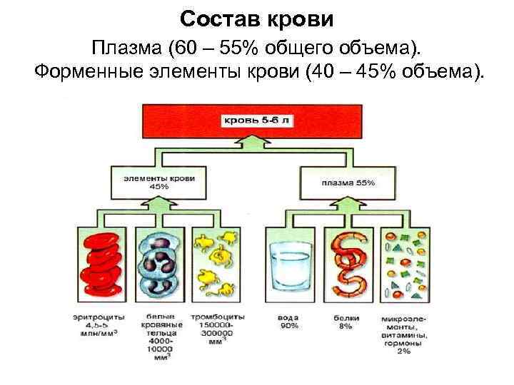 Составьте графологическую схему состав крови