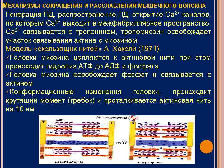 Презентация механизм сокращения мышечного волокна т система мышечного волокна