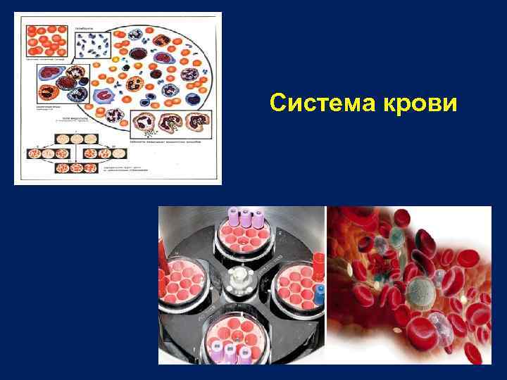 Система крови 