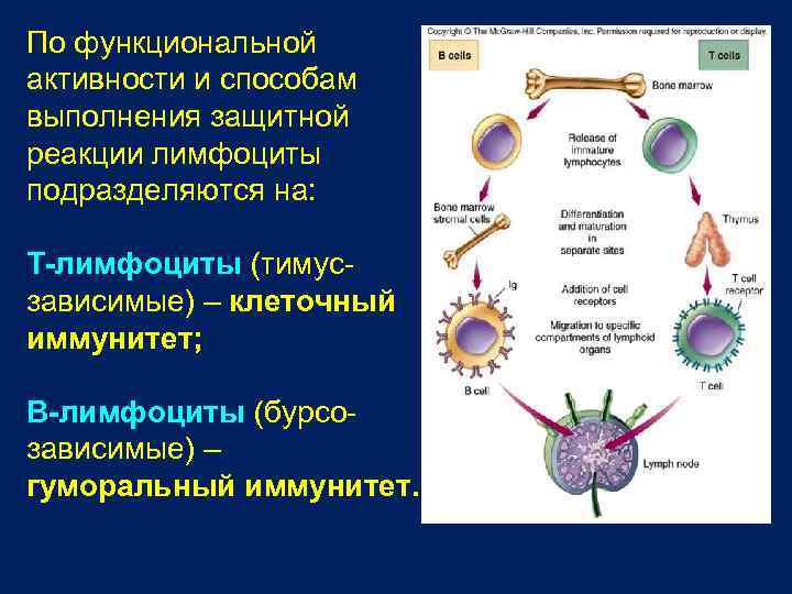По функциональной активности и способам выполнения защитной реакции лимфоциты подразделяются на: T-лимфоциты (тимусзависимые) –