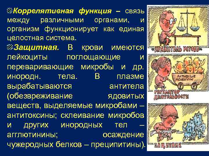 Коррелятивная функция – связь между различными органами, и организм функционирует как единая целостная система.