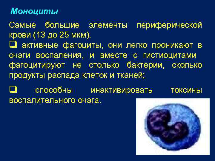 Моноциты Самые большие элементы периферической крови (13 до 25 мкм). q активные фагоциты, они