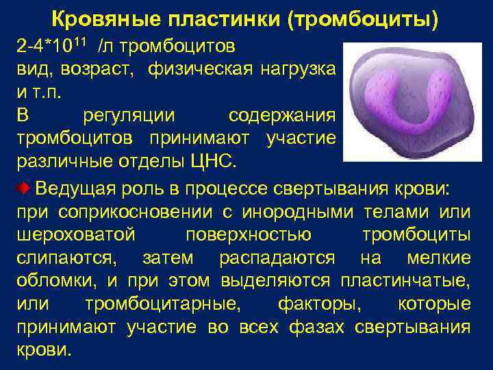 Кровяные пластинки (тромбоциты) 2 -4*1011 /л тромбоцитов вид, возраст, физическая нагрузка и т. п.