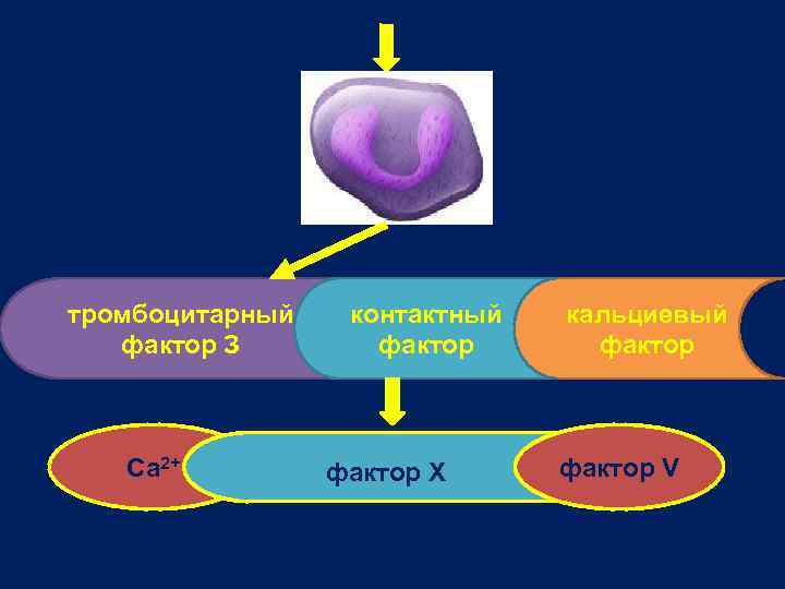 тромбоцитарный фактор З Ca 2+ контактный фактор X кальциевый фактор V 