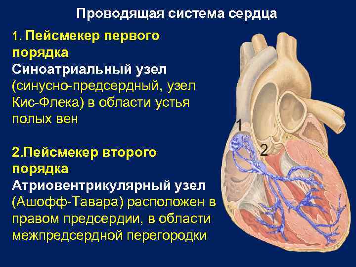 Сердце порядка