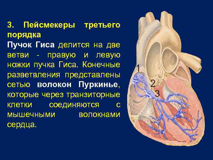 3. Пейсмекеры третьего порядка Пучок Гиса делится на две ветви - правую и левую