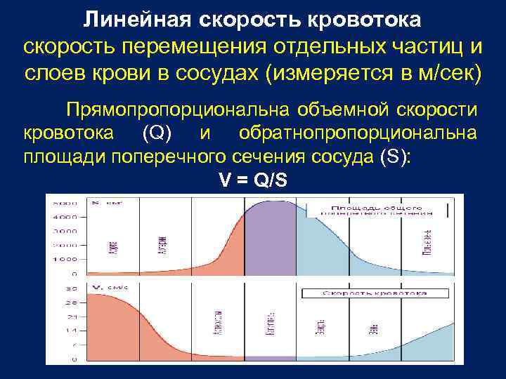 Линейная скорость кровотока скорость перемещения отдельных частиц и слоев крови в сосудах (измеряется в