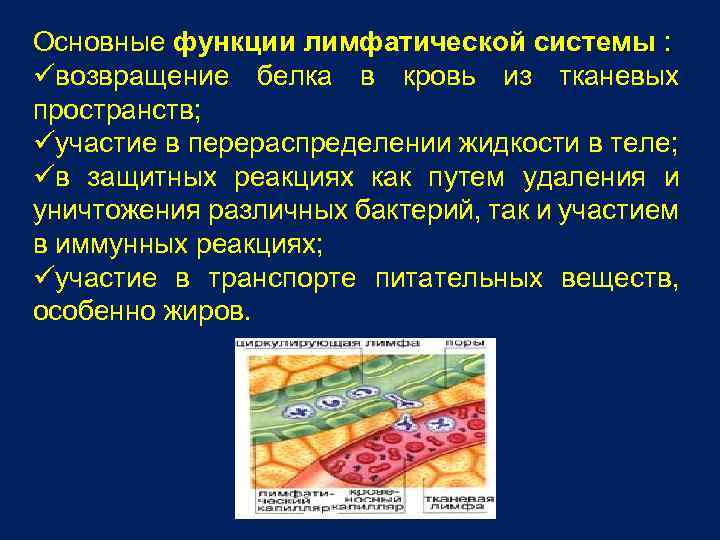 Основные функции лимфатической системы : üвозвращение белка в кровь из тканевых пространств; üучастие в
