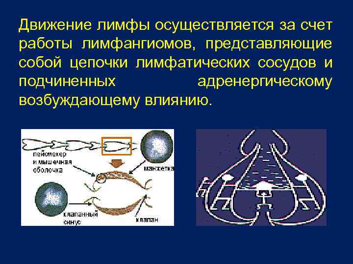 Движение лимфы осуществляется за счет работы лимфангиомов, представляющие собой цепочки лимфатических сосудов и подчиненных