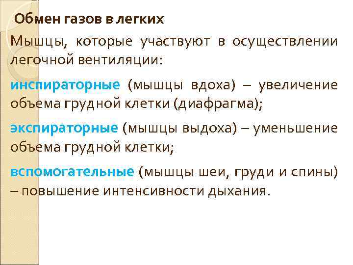 Обмен газов в легких Мышцы, которые участвуют в осуществлении легочной вентиляции: инспираторные (мышцы вдоха)