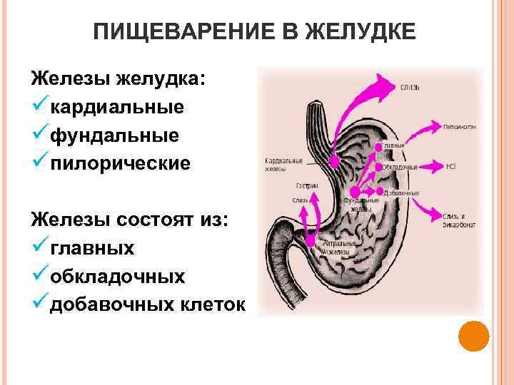 Кардиальные желудочные и пилорические железы. Фундальные железы желудка клетки. Железы желудка пищеварение в желудке.