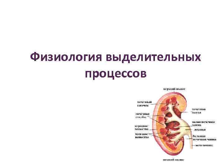 Физиология выделительных процессов 