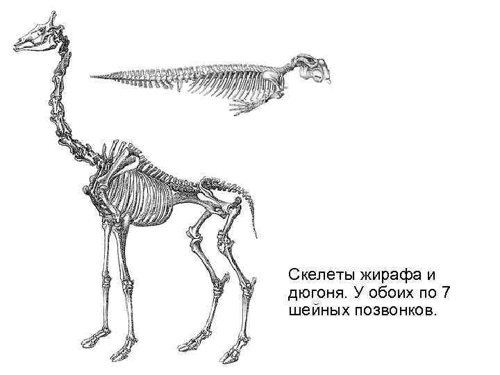 Скелет жирафа картинки