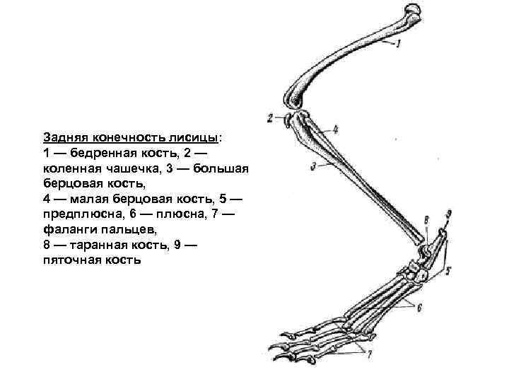 Из каких костей состоит задняя конечность