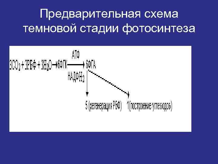 Предварительная схема темновой стадии фотосинтеза 