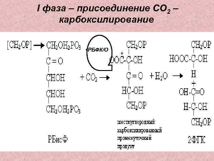 I фаза – присоединение СО 2 – карбоксилирование • I • РБФК/О 