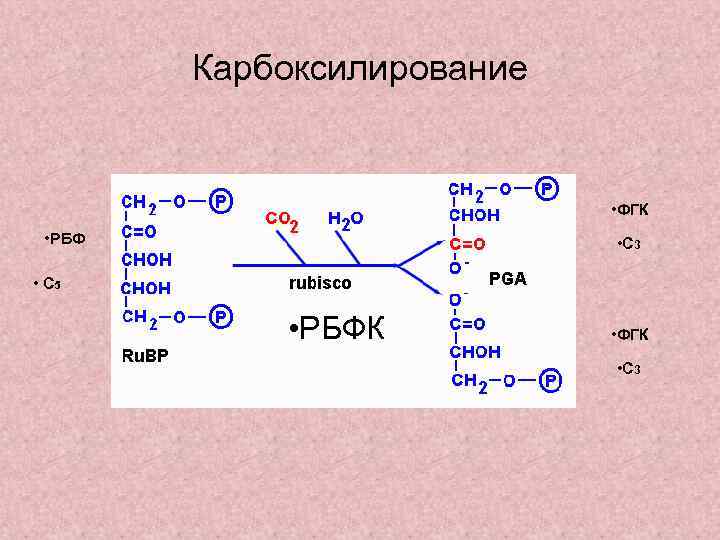 Карбоксилирование • ФГК • РБФ • С 3 • С 5 • РБФК •