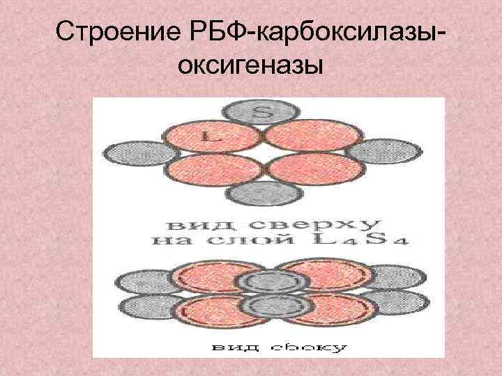 Строение РБФ-карбоксилазыоксигеназы 