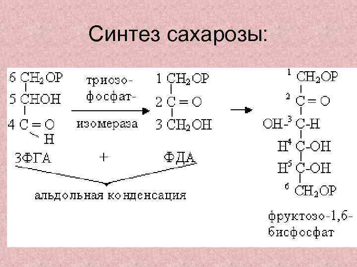 Первый искусственный синтез углеводов схема реакции