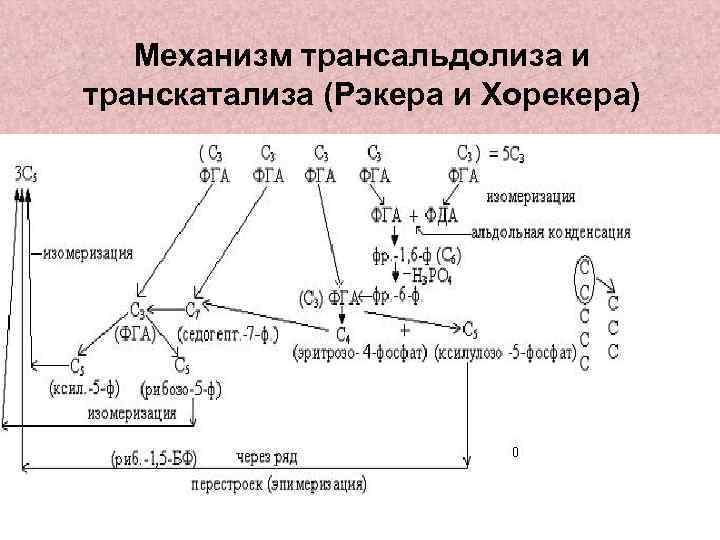 Механизм трансальдолиза и транскатализа (Рэкера и Хорекера) 