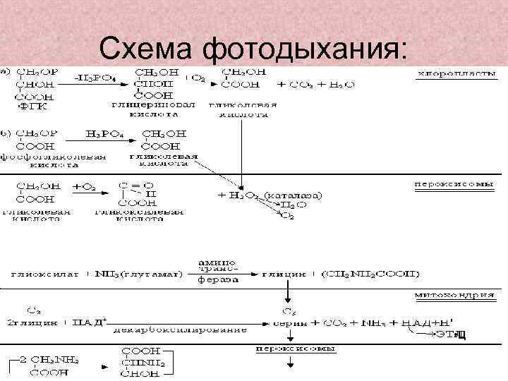 Схема фотодыхания: • Ц 