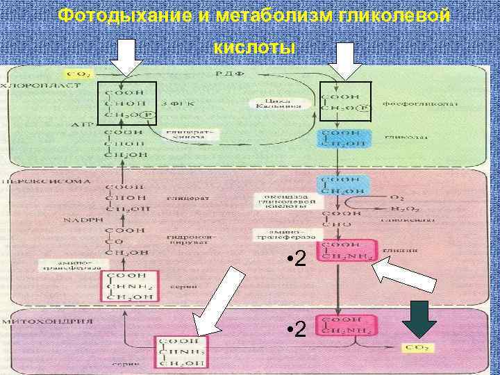 Фотодыхание и метаболизм гликолевой кислоты • 2 
