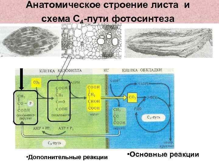 Представьте процесс фотосинтеза в виде схемы