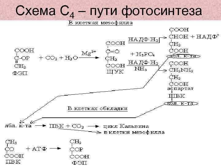 Схема С 4 – пути фотосинтеза 