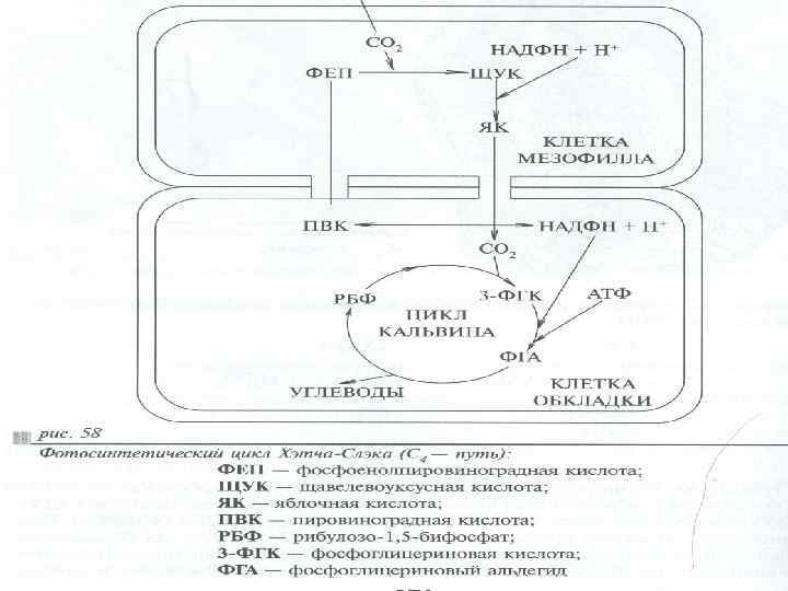 Сам путь фотосинтеза схема