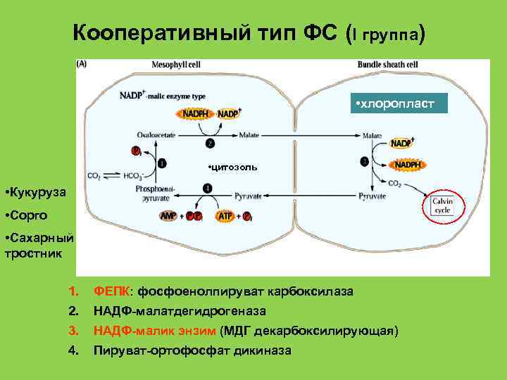 Схема фотосинтеза в хлоропласте