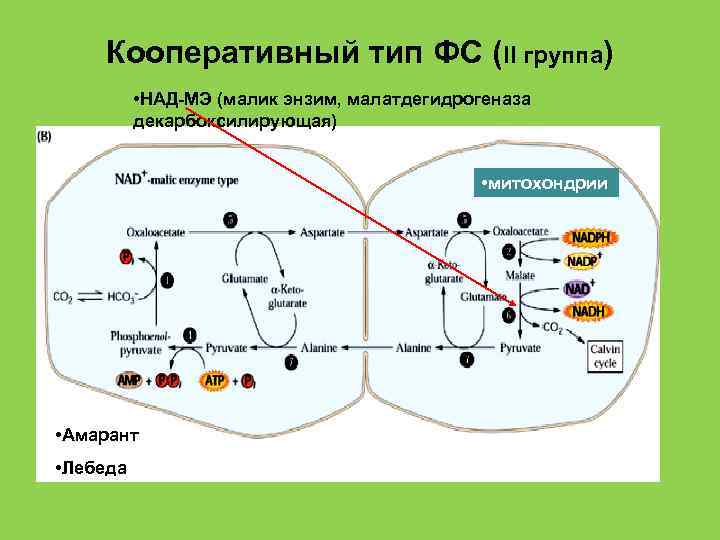 Кооперативный тип ФС (II группа) • НАД-МЭ (малик энзим, малатдегидрогеназа декарбоксилирующая) • митохондрии •