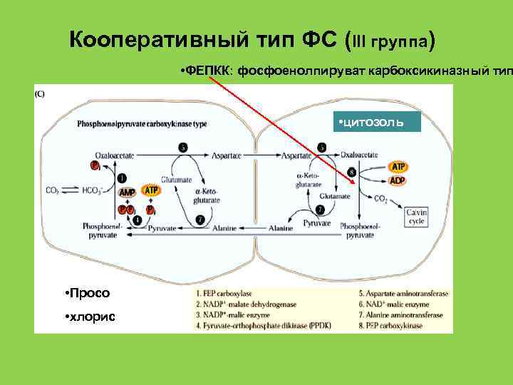 Кооперативный тип ФС (III группа) • ФЕПКК: фосфоенолпируват карбоксикиназный тип • цитозоль • Просо