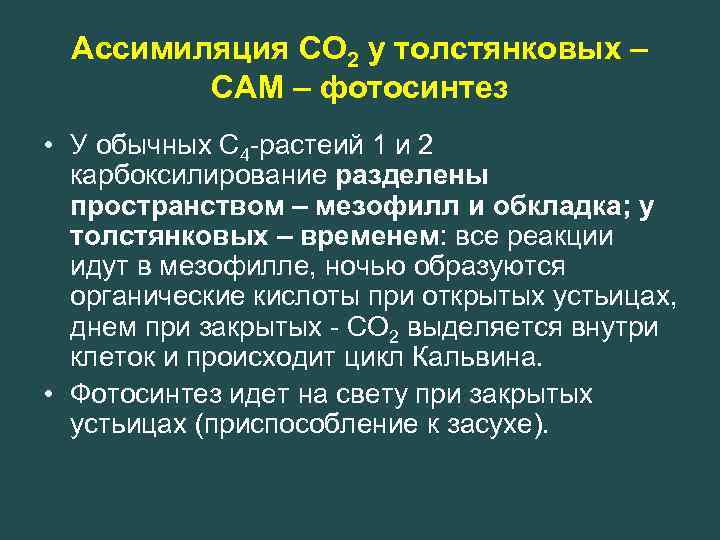 Ассимиляция СО 2 у толстянковых – САМ – фотосинтез • У обычных С 4