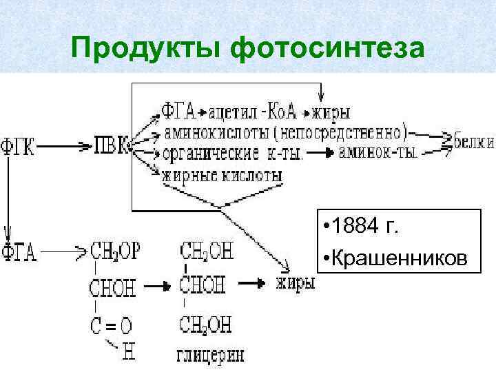 Продукты фотосинтеза • 1884 г. • Крашенников 