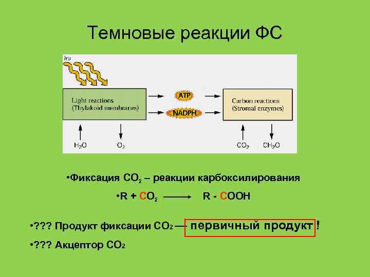 Темновые реакции ФС • Фиксация СО 2 – реакции карбоксилирования • R + CO