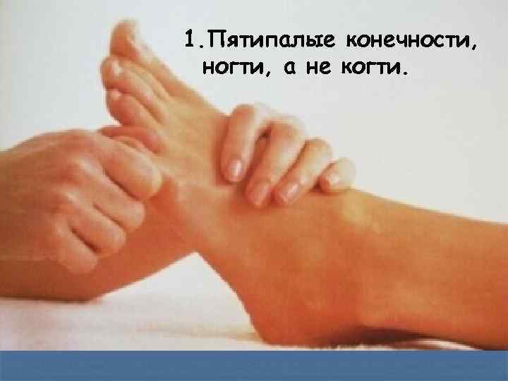 1. Пятипалые конечности, ногти, а не когти. 