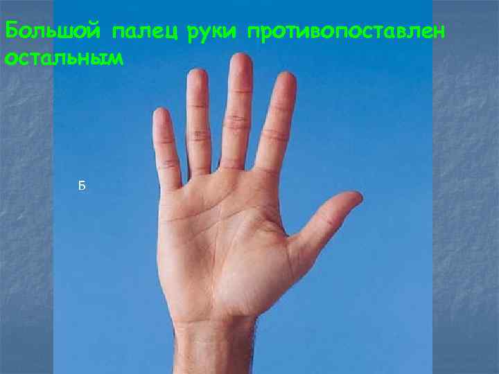 Большой палец руки противопоставлен остальным Б 