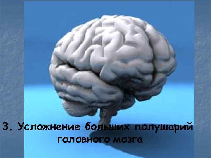 3. Усложнение больших полушарий головного мозга 