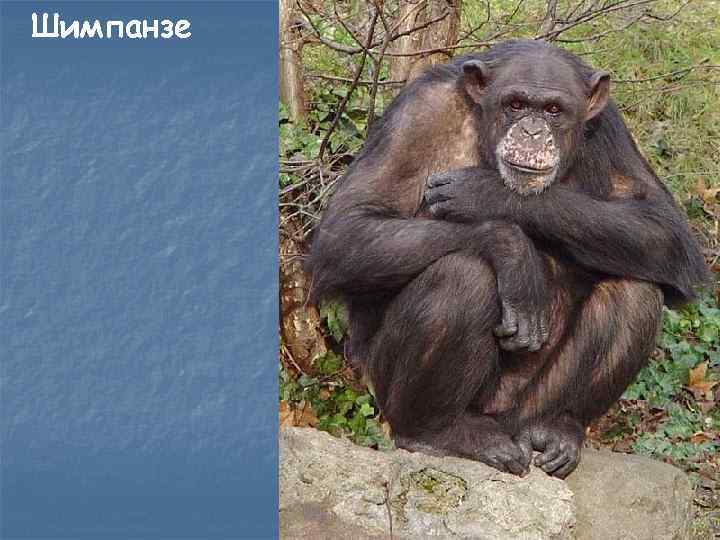 Шимпанзе 