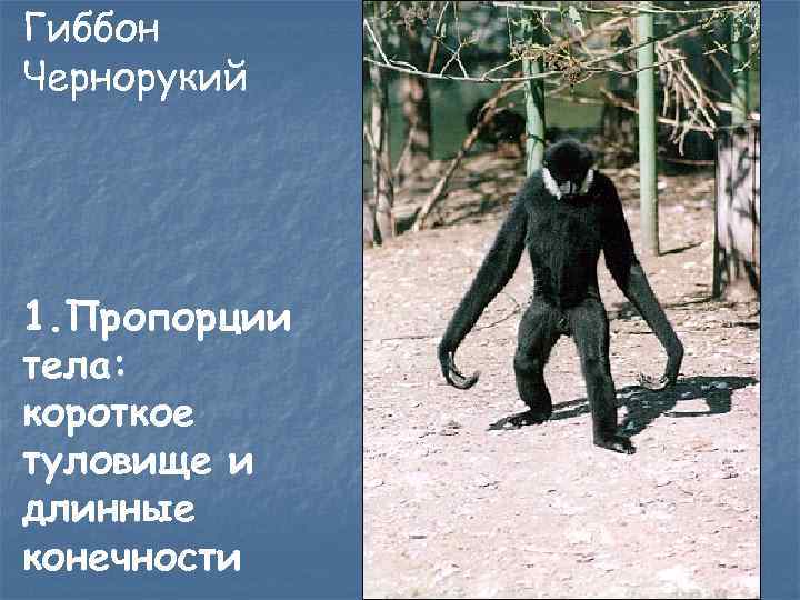 Гиббон Чернорукий 1. Пропорции тела: короткое туловище и длинные конечности 