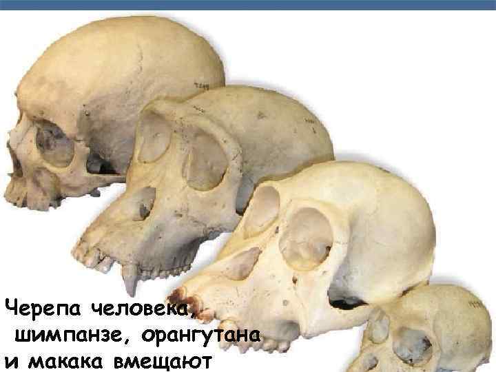 Черепа человека, шимпанзе, орангутана и макака вмещают 