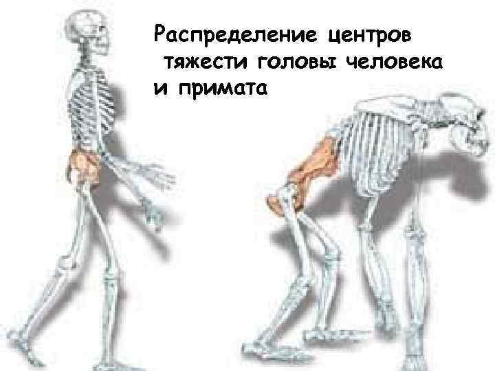 Распределение центров тяжести головы человека и примата 