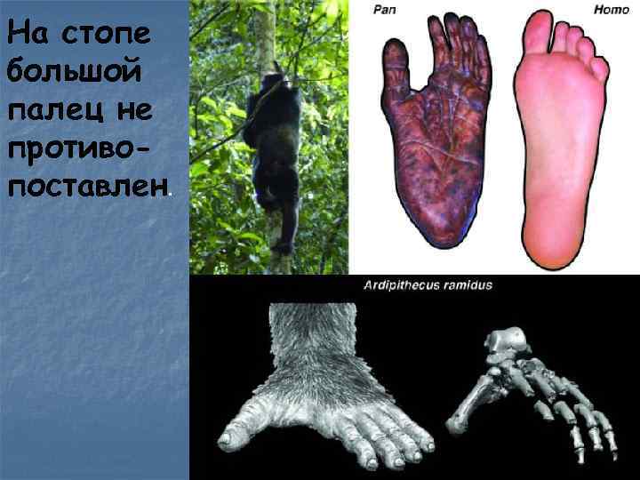 На стопе большой палец не противопоставлен. 